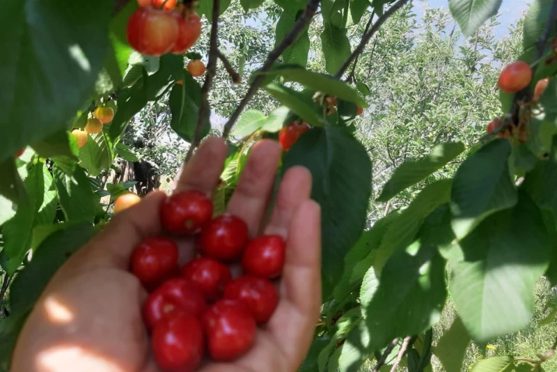 Guided Orchard Walk with Naturalist